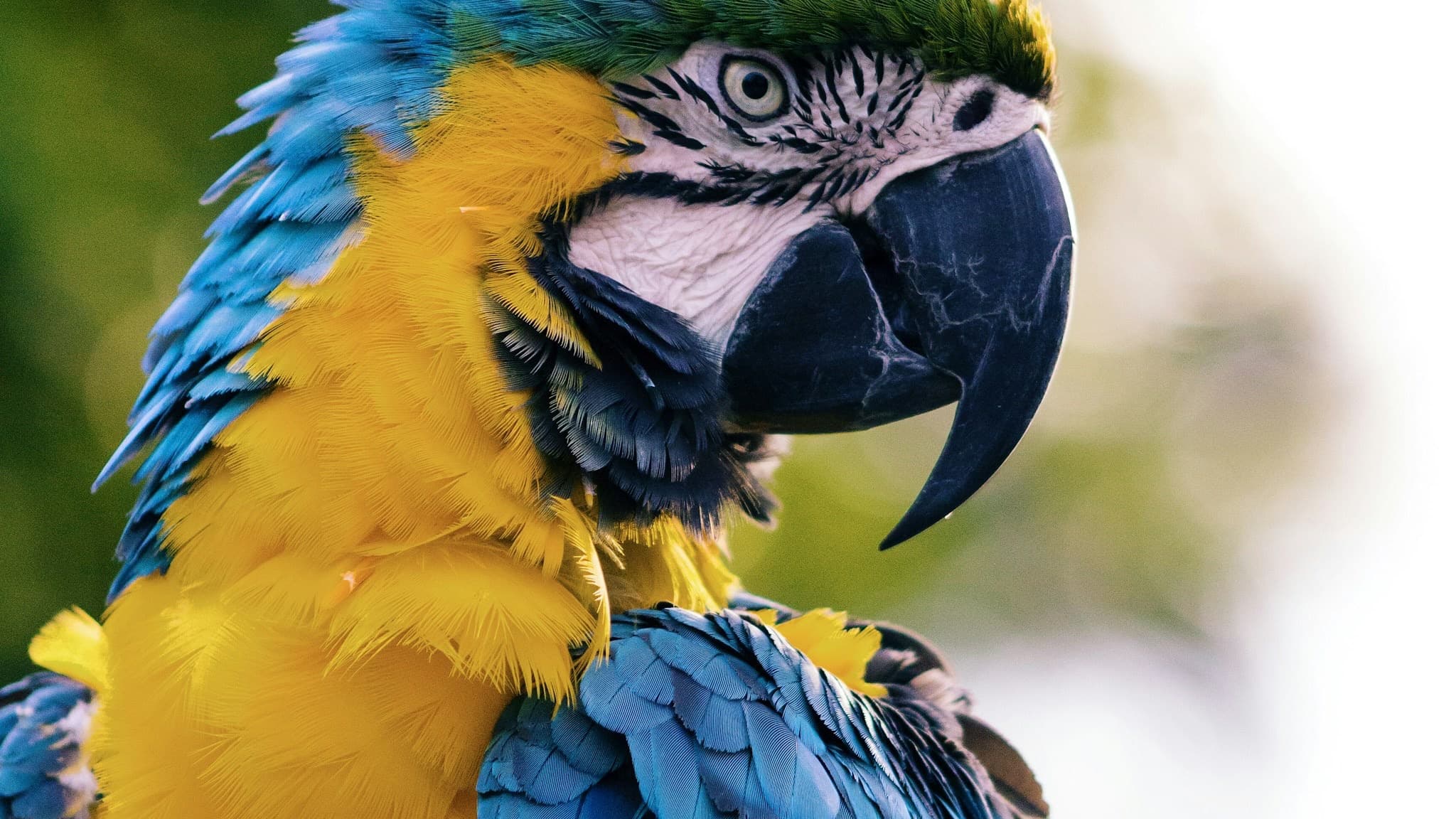 Blue-and-yellow macaw looking into the distance as a visual story prompt